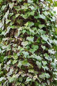 Image result for Vines Growing On Trees