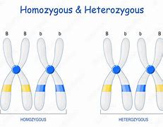 Image result for Heterozygous and Homozygous Chart