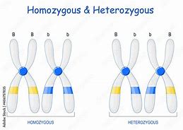 Image result for Haplotype Homozygosity