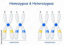 Image result for Homozygous vs Heterozygous