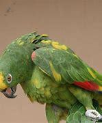 Image result for Green Bird with Yellow Crown