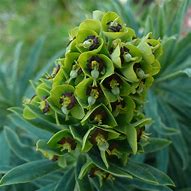 Euphorbia characias Blue Wonder ಗಾಗಿ ಇಮೇಜ್ ಫಲಿತಾಂಶ