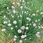 Image result for Chinese Garlic Chives