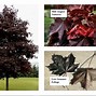 Image result for Types of Red Maple Leaves