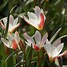Image result for Tulipa clusiana var. stellata