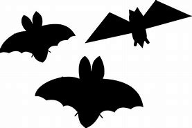 Image result for Bat Biology