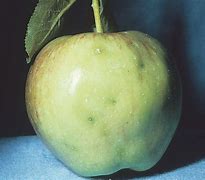 Image result for Washington Apple Maggot