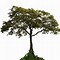 Image result for Tree Transparent Background