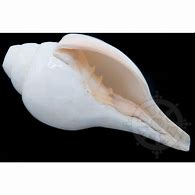 Image result for Conch Shell Horn