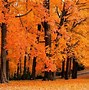 Image result for Autumn Fall Colors