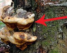 Image result for Largest Organism On Earth Fungus