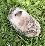 Image result for Hedgehog Eating Banana Meme