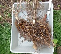 Image result for Clematis Apple Blossom Root System