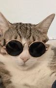 Image result for Funny Cat Sunglasses