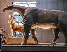 Image result for Largest Mammal Ever Lived