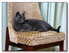 Image result for Cat Quotes and Sayings
