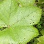 Image result for Grapevine Diseases Photos