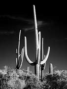 Image result for Sonoran Cactus