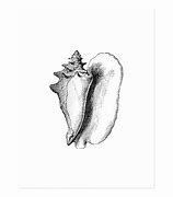 Image result for Periostracum On Queen Conch