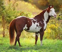 Image result for Paint Thoroughbred