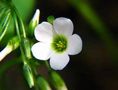 Image result for Cute Small Flowers