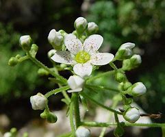 Image result for Saxifraga hostii