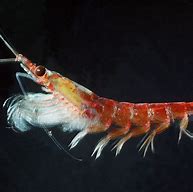 Image result for krill