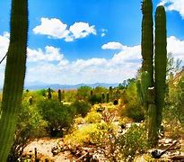 Image result for Cactus Cartoon