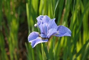 Image result for Iris sibirica Papillon