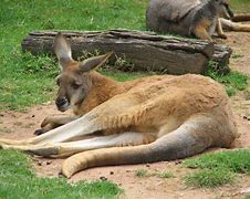 Image result for Red Kangaroo Habitat Zoo