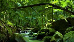 Image result for Rain Forests Landscape