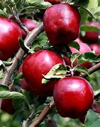 Image result for Dwarf Red Delicious Apple Tree