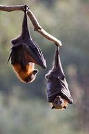 Image result for Black Hanging Bats