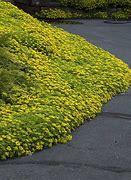 Image result for Hardy Flowering Ground Cover