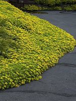 Image result for Low-Growing Sedum Ground Cover