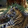 Image result for Tiger Fighting a Black Panther Coloring Pages