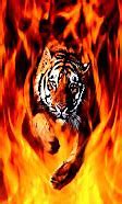 Image result for Fire Tiger Zodiac