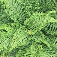 Image result for Dryopteris affinis Cristata the King