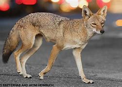 Image result for Coyote in City