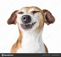 Image result for Confused Dog Face