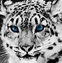 Image result for Good Quality Animal Cool