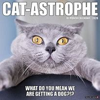 Image result for Calendar Cat Meme