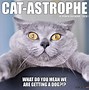 Image result for Calendar Cat Meme 2017