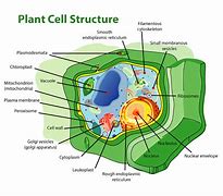 Image result for A Body Cell
