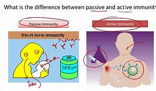 Image result for Active Passive Immunity