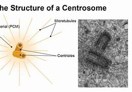 Image result for Science Centrosome