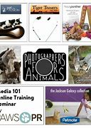 Image result for Catify to Satisfy by Jackson Galaxy
