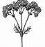 Image result for Valeriana officinalis