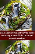 Image result for Large Moss Terrarium