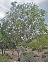 Image result for Desert Trees in Arizona